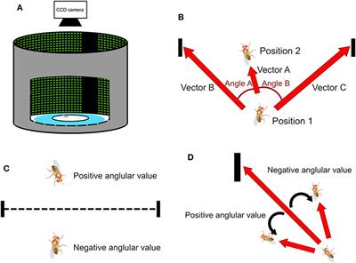 Quantification of Visual Fixation Behavior and Spatial Orientation Memory in Drosophila melanogaster